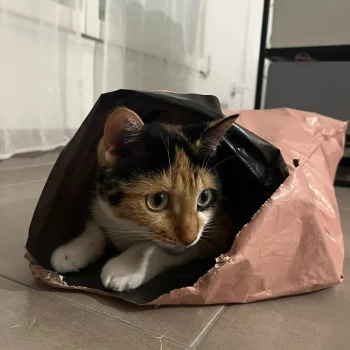 Bilan comportemental Chat allongé dans un sac