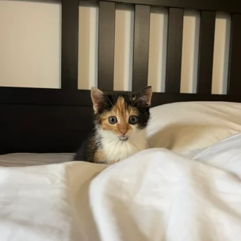 Bilan préventif Chaton dans un lit