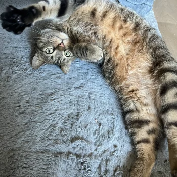 Petsiting Chat allongé sur un tapis