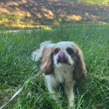 Promenade pour chien Chien allongé dans l'herbe